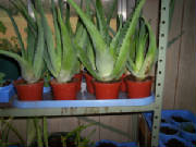 Potted aloe plants