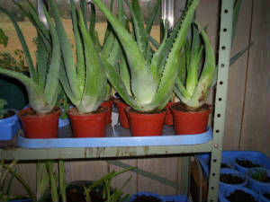 2 year old aloes