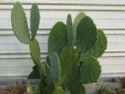 pricklypear1yr.jpg