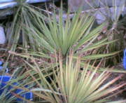 yucca30.jpg