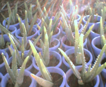 Free Aloe Plants