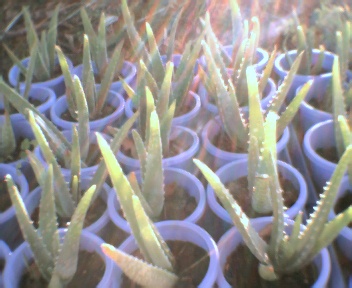 ALOE STARTERS