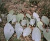 Large Prickly Pear